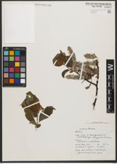 Foto von Salix L.